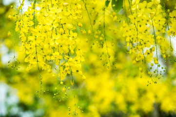 yellow background backdrop from the tree