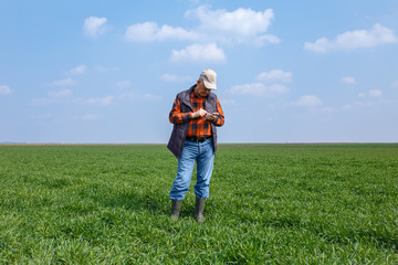 Naklejka na ściany i meble Senior farmer standing in young wheat field holding phone in his hand and examining crop.