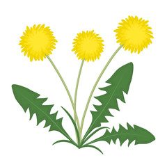 Yellow dandelions with green leaves on a white background. Vector illustration