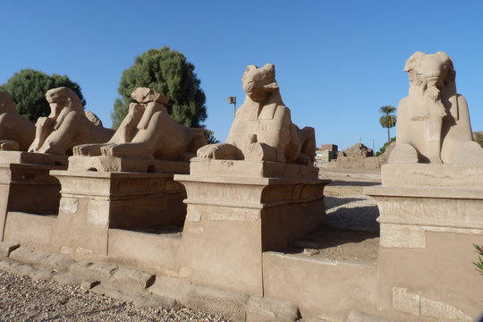 Sphinxe im Tempelkomplex von Karnak bei Luxor in Ober&auml;gypten.
