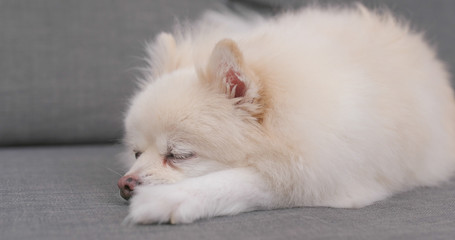 Fototapeta na wymiar White Pomeranian sleeping on sofa