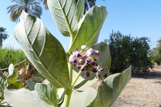 Tropische Bl&uuml;te in der Niloase.