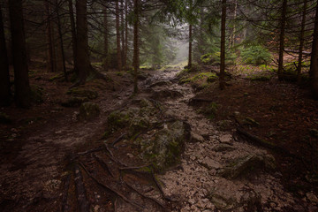 Misty dark forrest in Slovak mountains