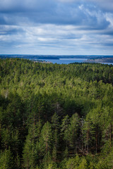 Fototapeta na wymiar cloudy day, sun-shining forest, beautiful blue sky and clouds; view from above to the beautiful pine forest and the blue lake behind the forest, all around only forests
