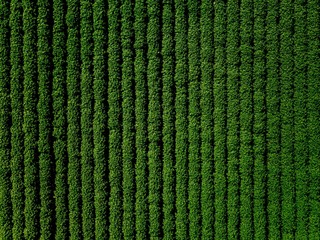 Green country field of potato with row lines, top view, aerial photo - Powered by Adobe