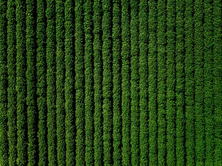 Fotobehang Green country field of potato with row lines, top view, aerial photo © nblxer