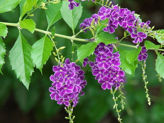 真の訪れを告げるデュランタ