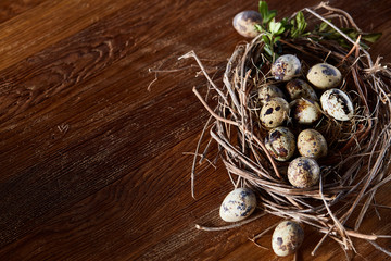 Willow nest with quail eggs on the dark wooden background, top view, close-up, selective focus