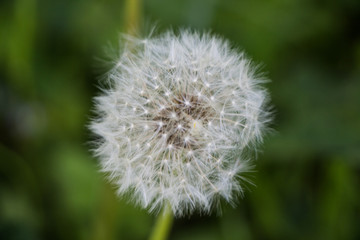 Dandelion seeds macro