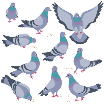 Set of Gray Doves in Motion