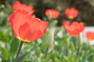 Obraz premium チューリップ