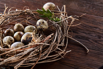 Willow nest with quail eggs on the dark wooden background, top view, close-up, selective focus