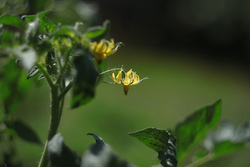 Tomato flowers