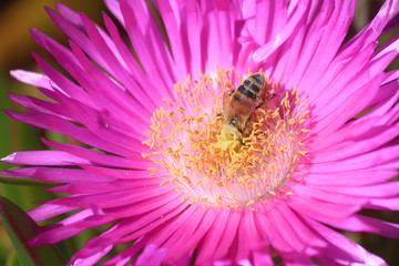 bee on a pink flower