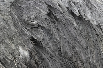 Ostrich feathers close up