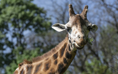 Head of giraffe chewing in a twigg