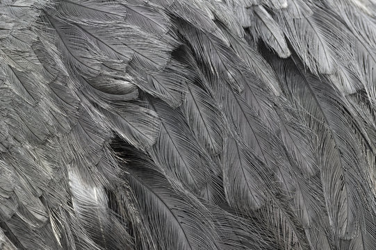 Ostrich Feathers Close Up