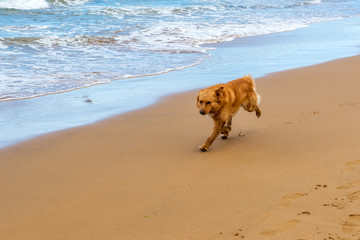 Red-haired dog runs along the beach in the original Natural Park in Region of Murcia “Calblanque”. Spain. 8 April 2018
