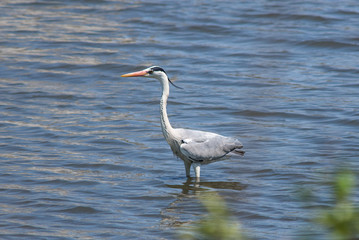 Héron cendré Ardea cinerea, Fukuoka, Japon