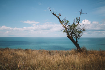 Fototapeta na wymiar Lonely tree on a rock by the sea