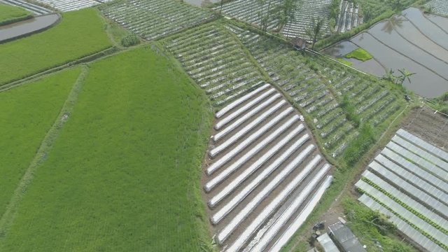 Tropical rice field 4K aerial footage,  Yogyakarta, Indonesia - April 2018