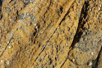 Seaside rock texture No. 1