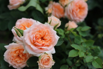 オレンジのバラ　Orange Rose