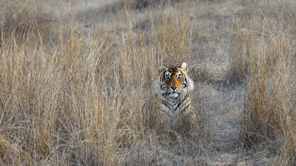 Tiger. Ranthambore. Rajasthan. Wildlife. Jungle.