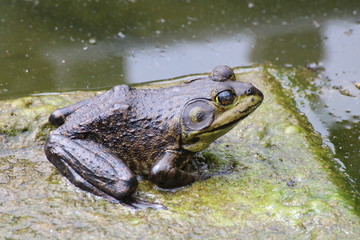 カエル