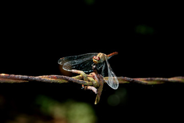 Red dragonfly on rusty barbed wire
