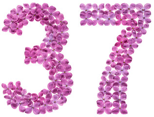 Arabic numeral 37, thirty seven, from flowers of lilac, isolated on white background