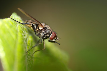 Fly on green leaf