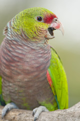 Colorful Parrot Talking