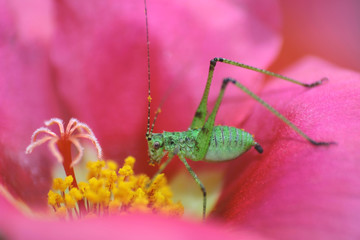 Green grasshopper on pink flower
