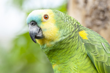 Colorful Parrot in dense vegetation