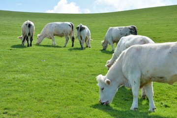 Obraz premium Troupeau de vaches sur les falaises près du cap Blanc-Nez dans les hauts-de-France