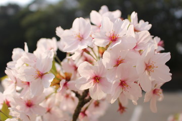 Cherry Blossam