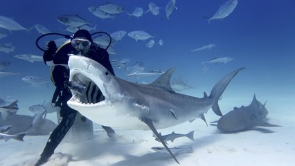 Portrait of a diver giving food to a shark. Concept: Holidays, nature, passion - obrazy, fototapety, plakaty