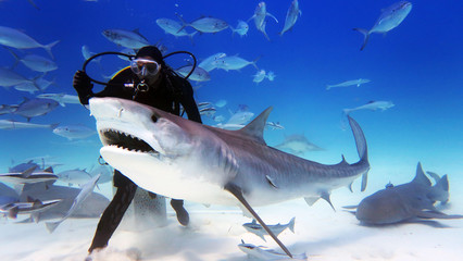 Portrait of a diver giving food to a shark. Concept: Holidays, nature, passion