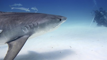 Portrait of a shark swimming in the ocean. Concept: Holidays, nature, traveling