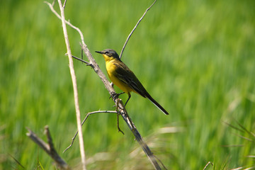Motacilla flava / Yellow Wagtail in natural habitat