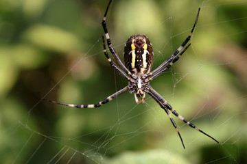 Wasp spider (Argiope Bruennichi)
