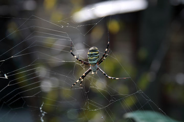 Wasp spider (Argiope Bruennichi)

