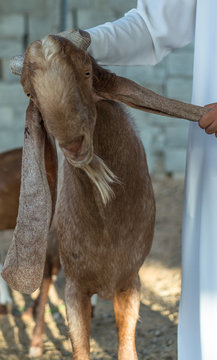 Punjabi Beetal Goat