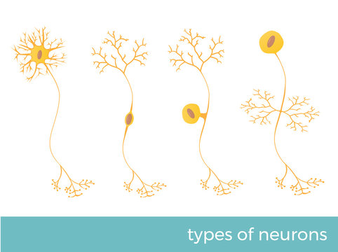 types of neurons - part of human's central nervous system. vector format illustration.