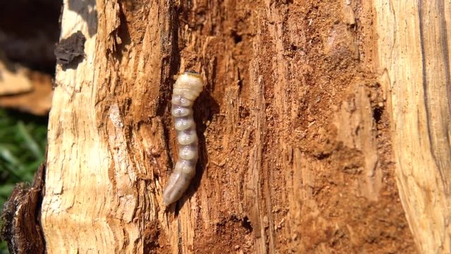 Big roundheaded borers woodcutter (Cerambycidae), larva of the Longhorned Beetle, construction wooden beams destroyed by insect attack, disease of the tree, pests of wood