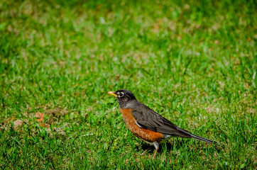 American Robin looking up to the left