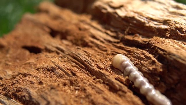 Big roundheaded borers woodcutter (Cerambycidae), larva of the Longhorned Beetle, construction wooden beams destroyed by insect attack, disease of the tree, pests of wood