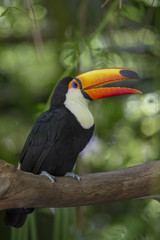 Toco Toucan in deep vegetation
