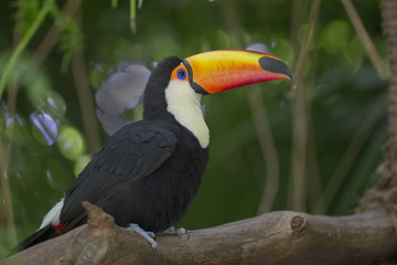 Toco Toucan in deep vegetation